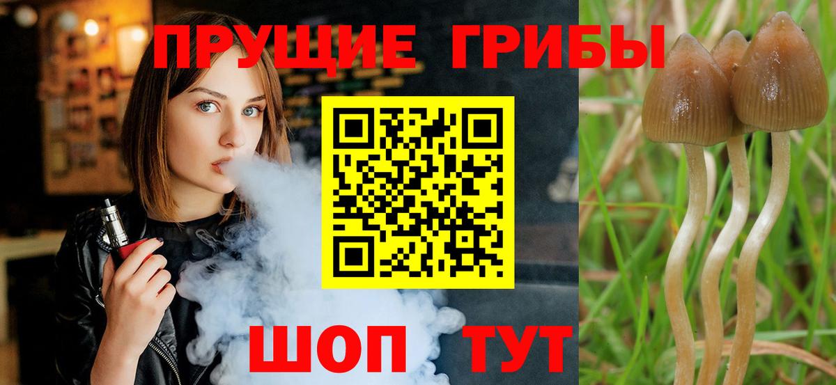 Галлюциногенные грибы Psilocybine cubensis Чусовой